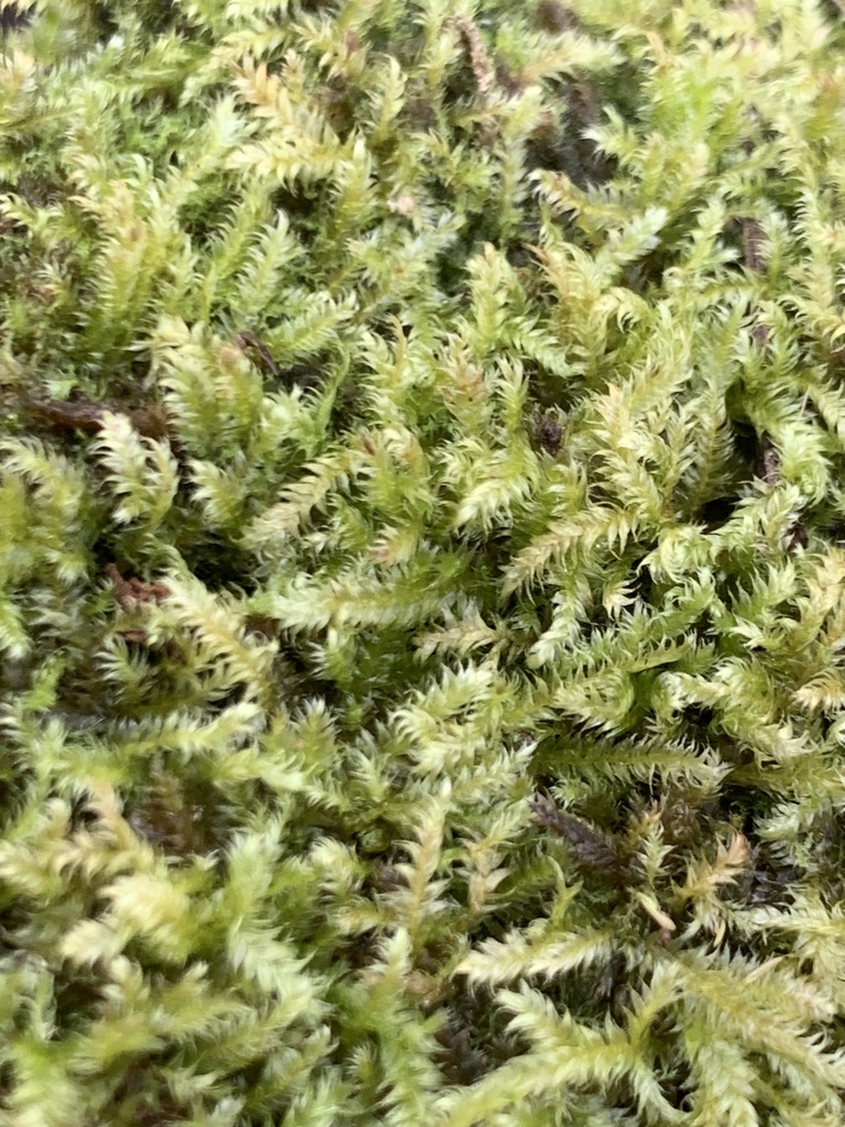 Calliergonella lindbergii