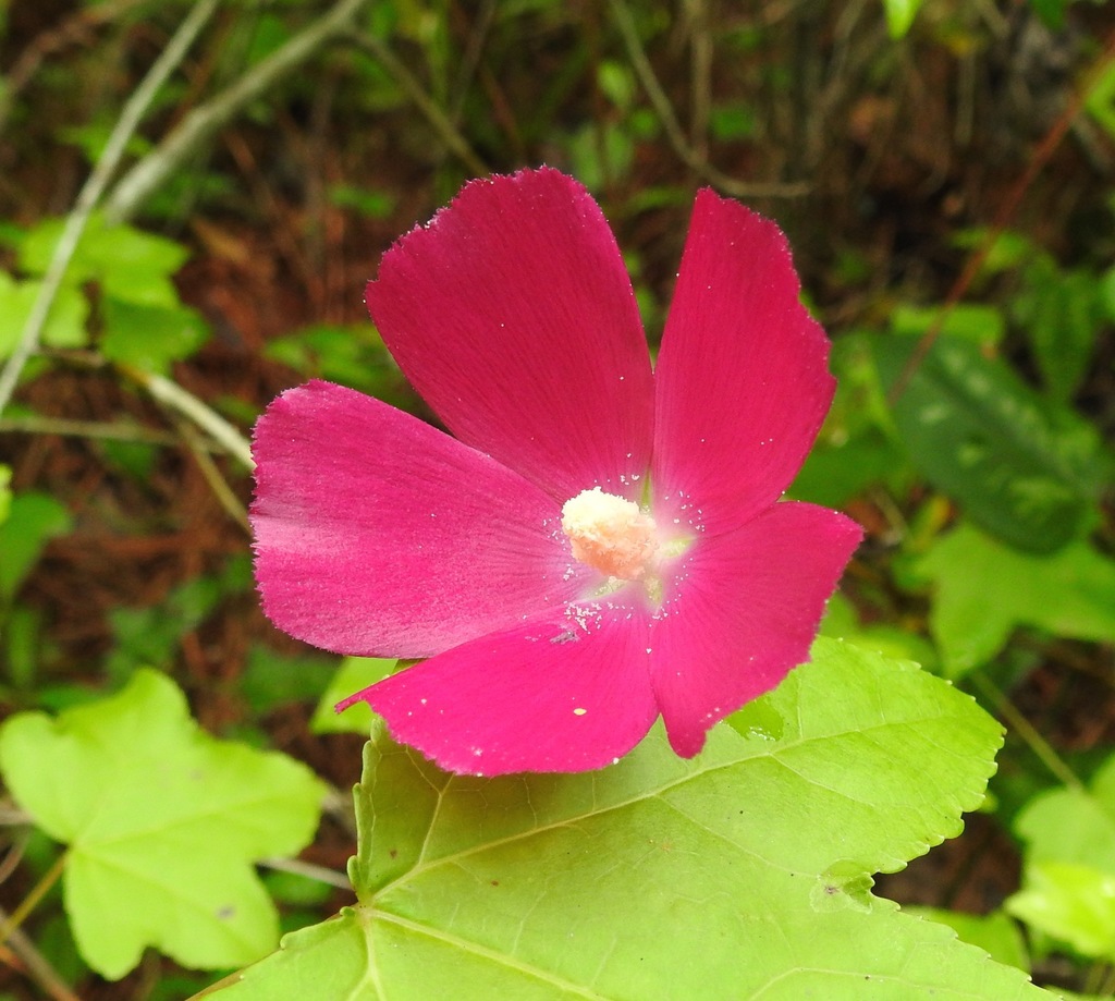 Callirhoe papaver
