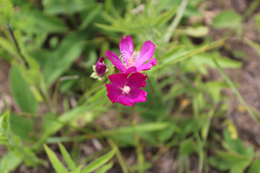 Callirhoe triangulata