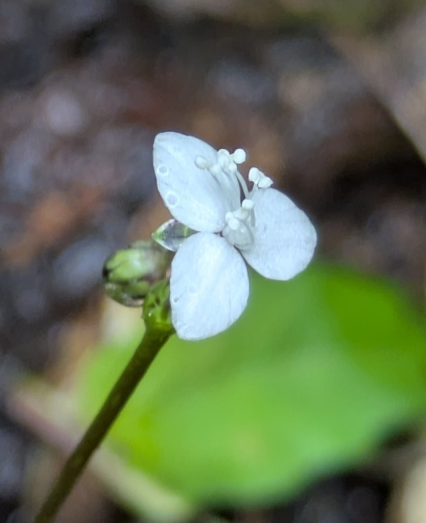 Callisia cordifolia