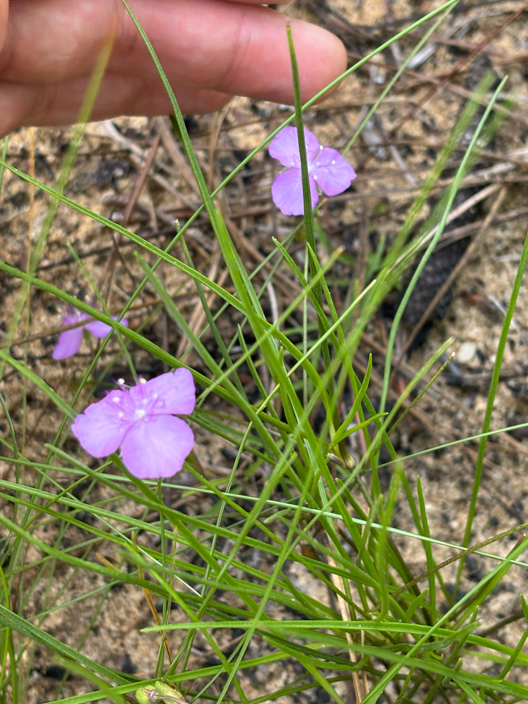 Callisia graminea