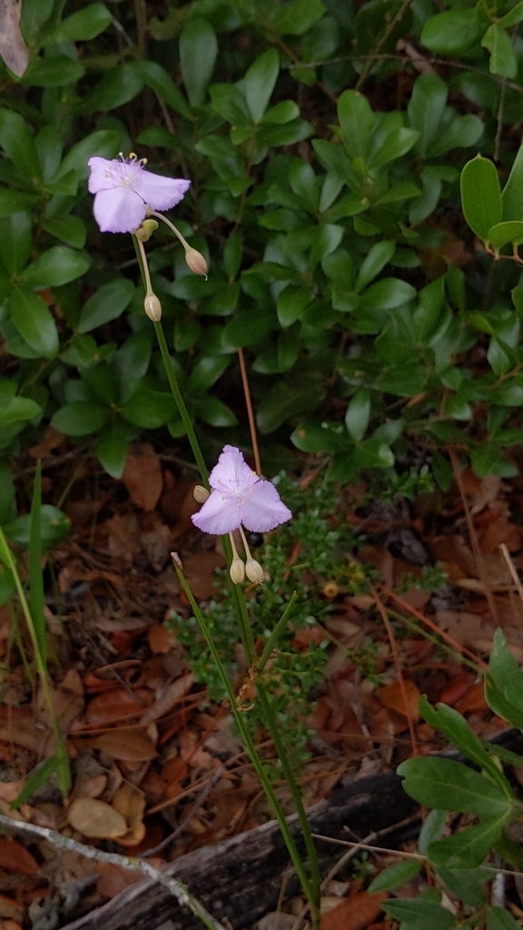 Callisia ornata