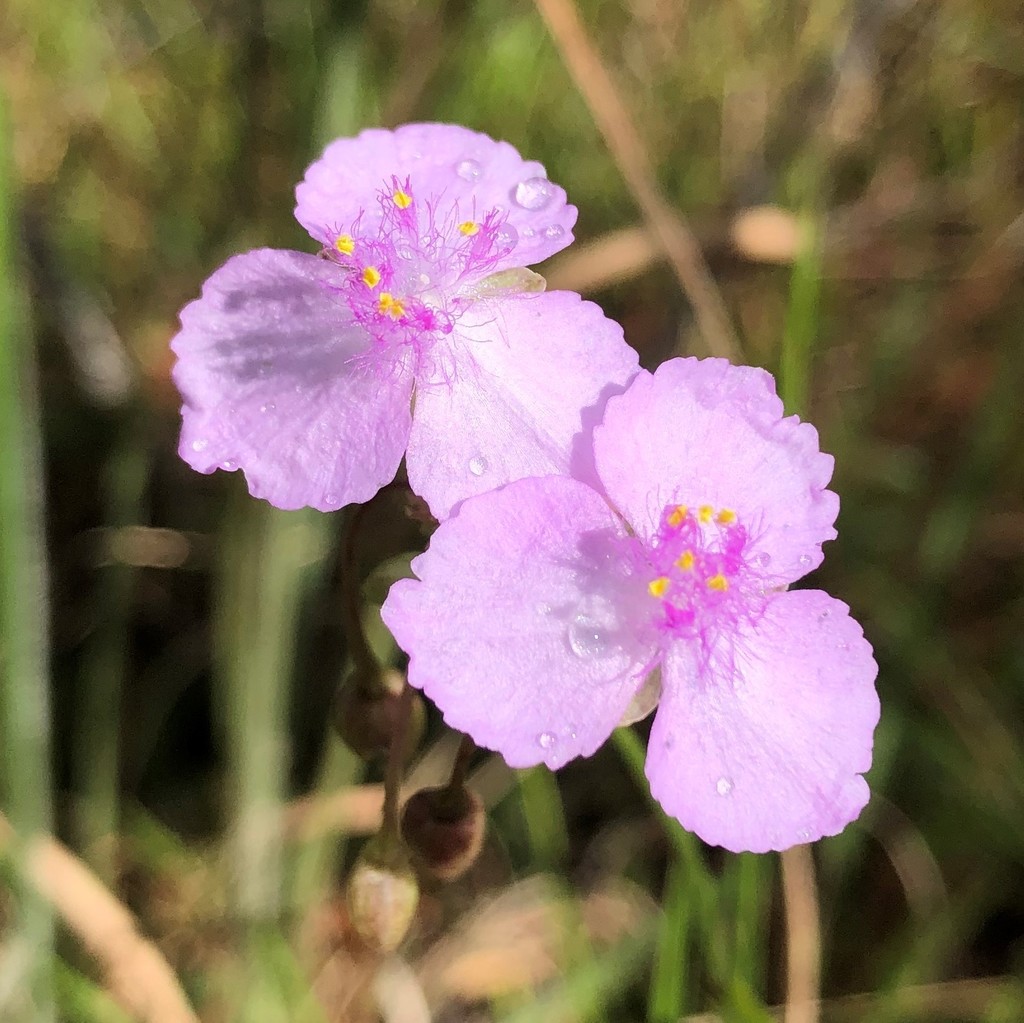 Callisia rosea