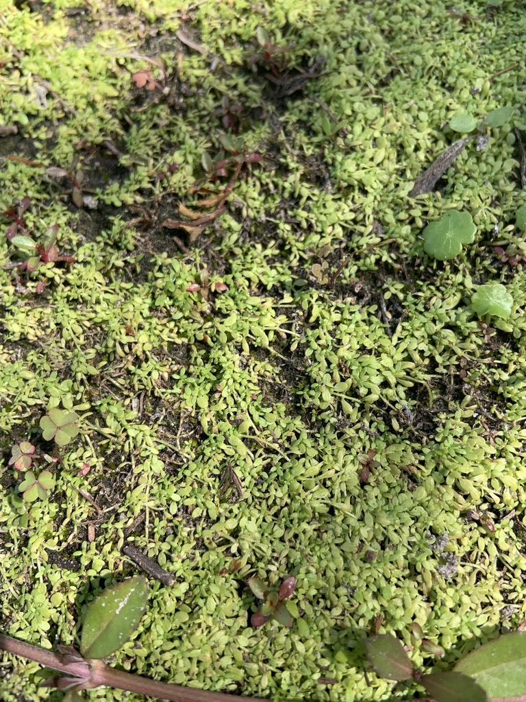 Callitriche heterophylla