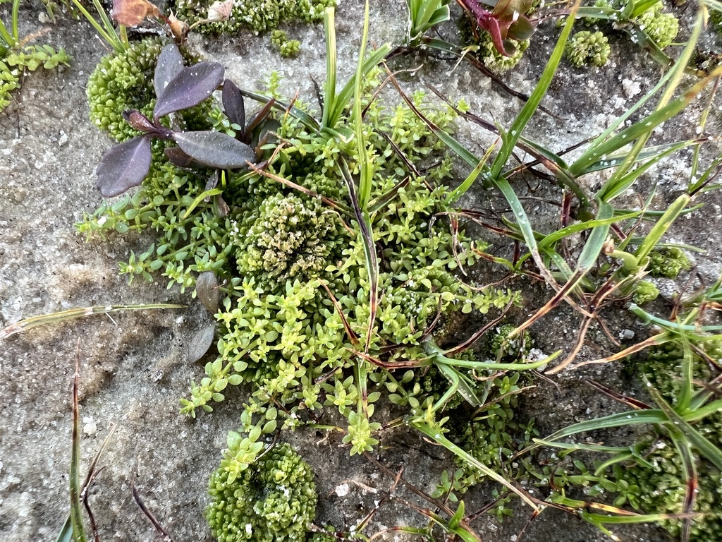 Callitriche peploides