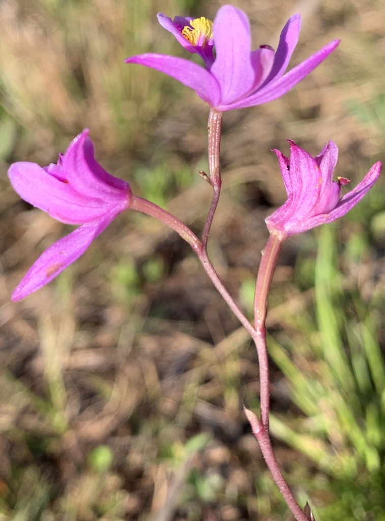 Calopogon barbatus