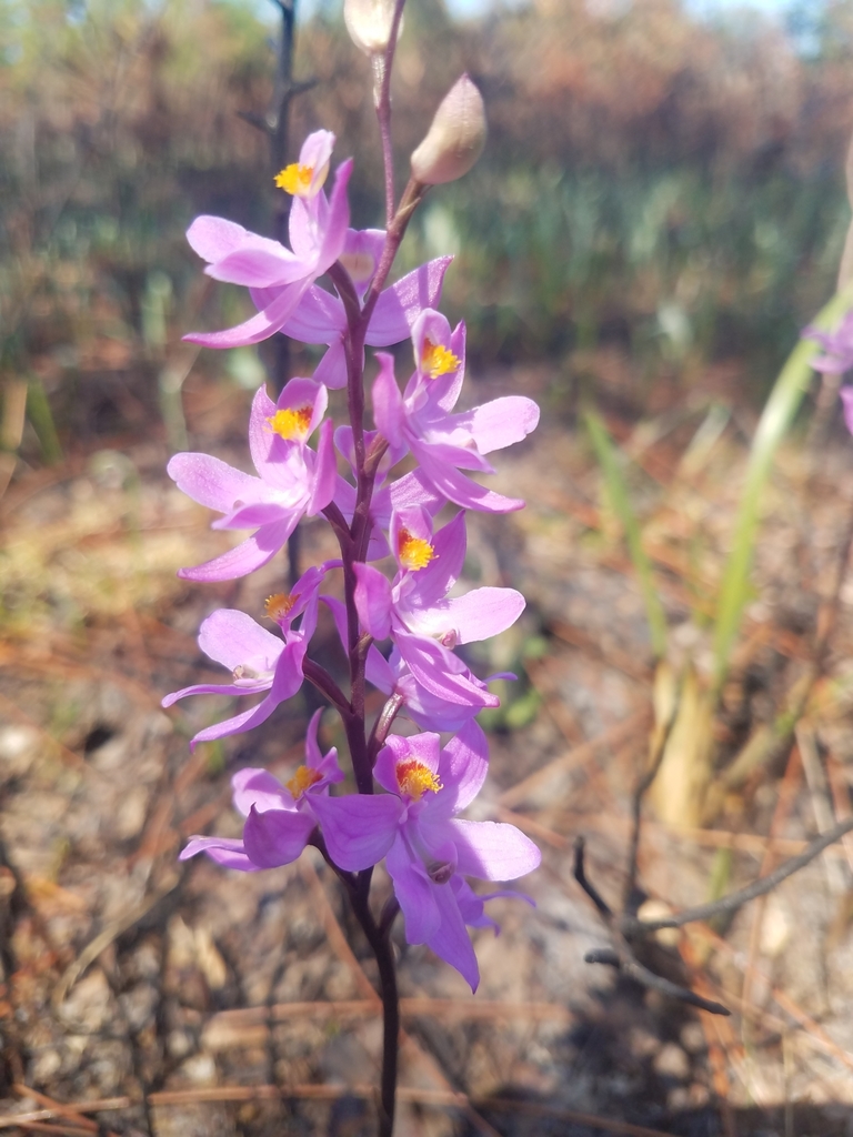Calopogon multiflorus