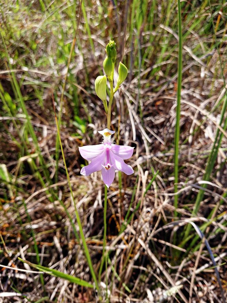 Calopogon tuberosus var. simpsonii