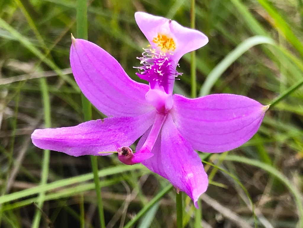 Calopogon tuberosus var. tuberosus