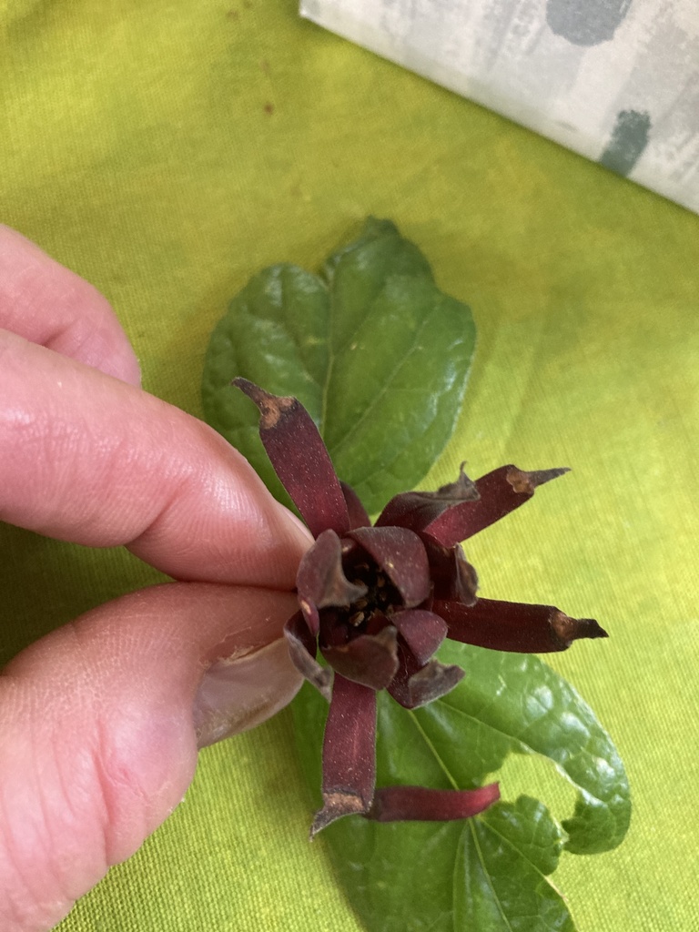 Calycanthus floridus