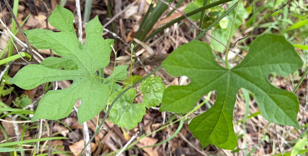 Calycocarpum lyonii