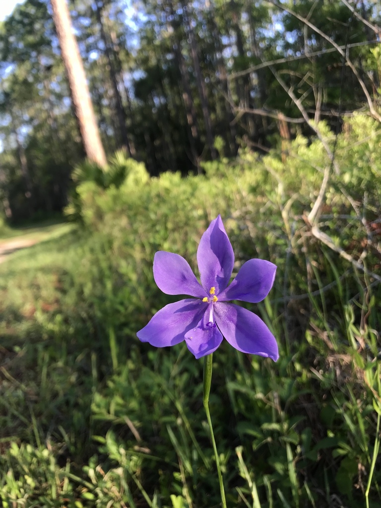 Calydorea caelestina