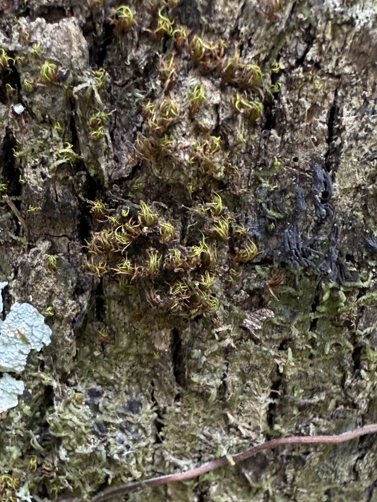 Calymperes erosum
