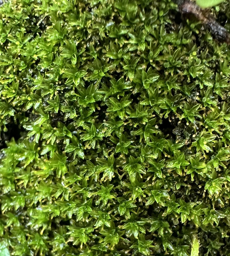 Calymperes palisotii