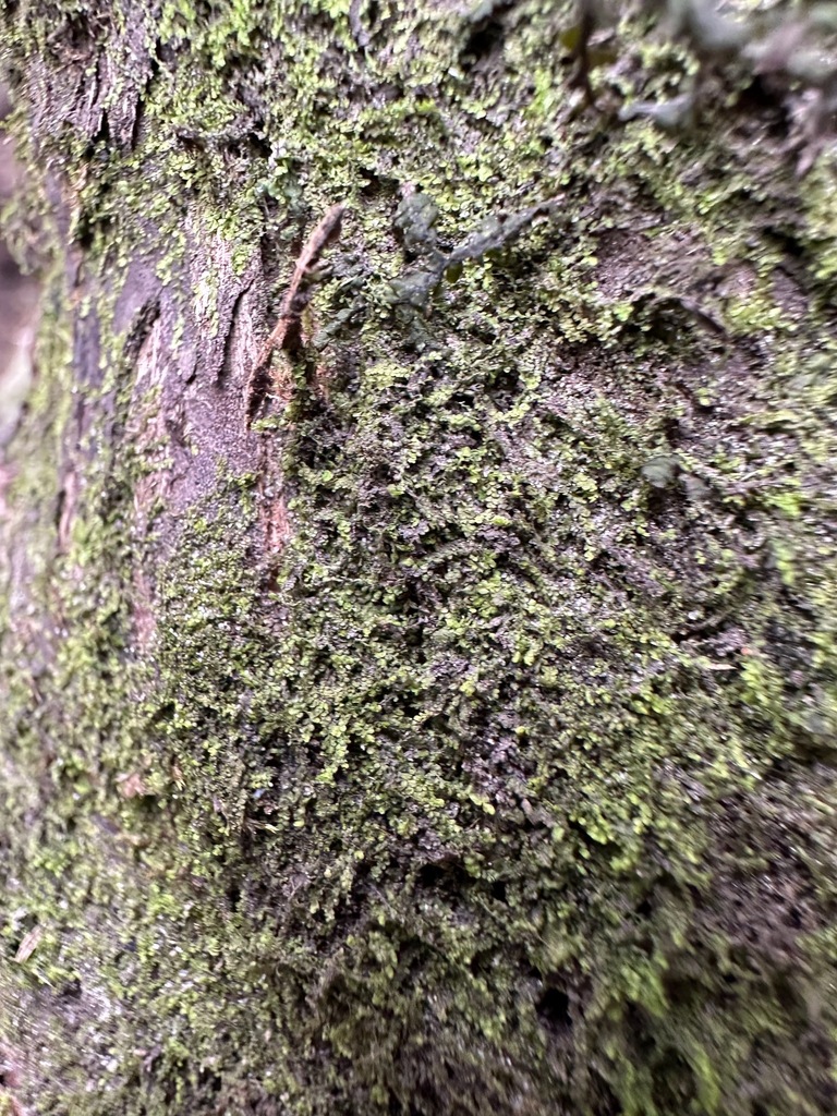 Calypogeia neogaea