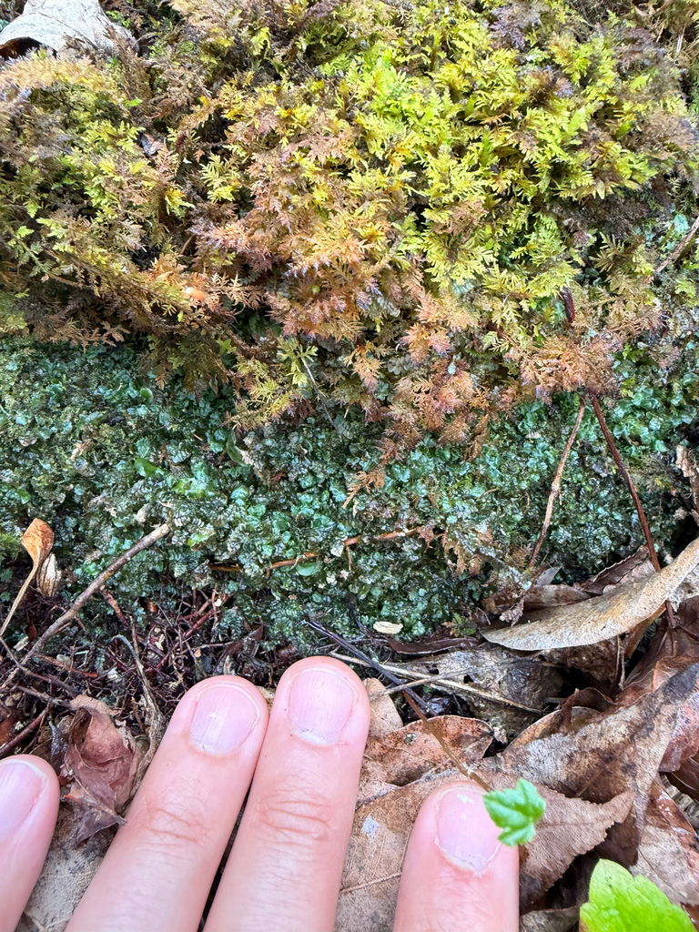 Calypogeia peruviana