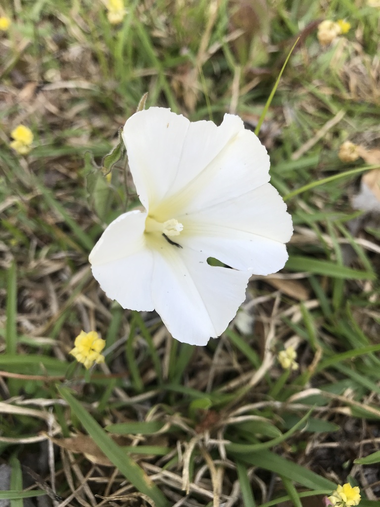 Calystegia catesbeiana