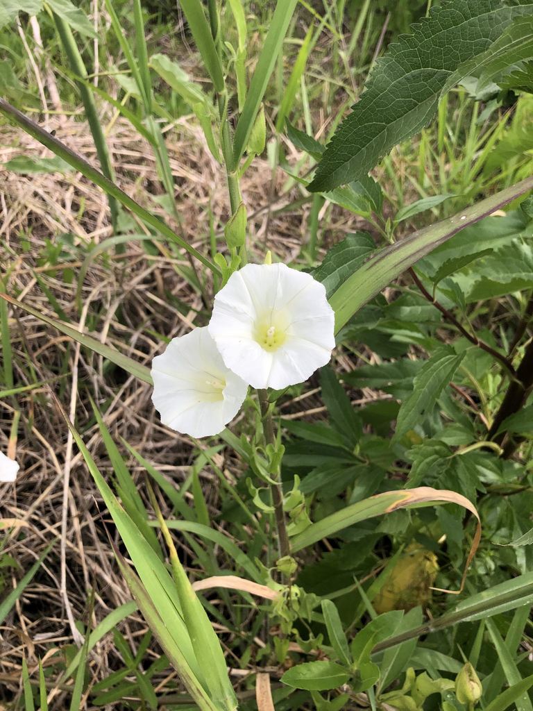 Calystegia sepium subsp. limnophila