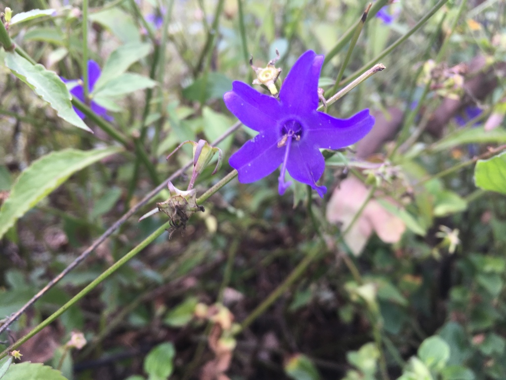 Campanula americana