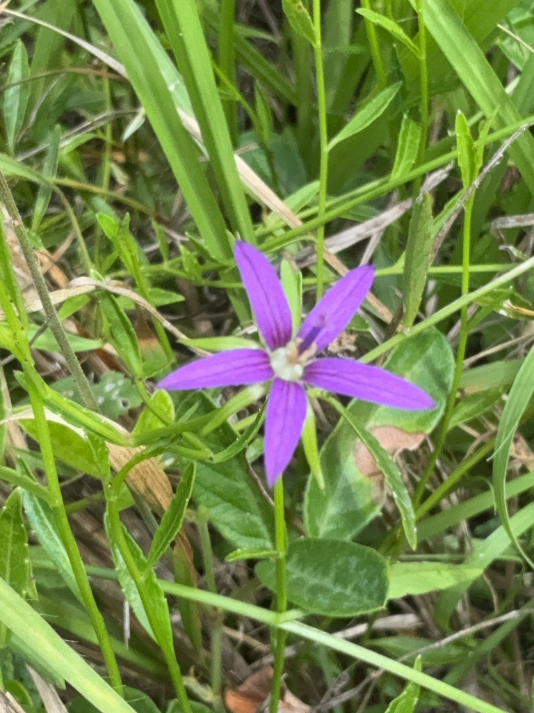 Campanula floridana