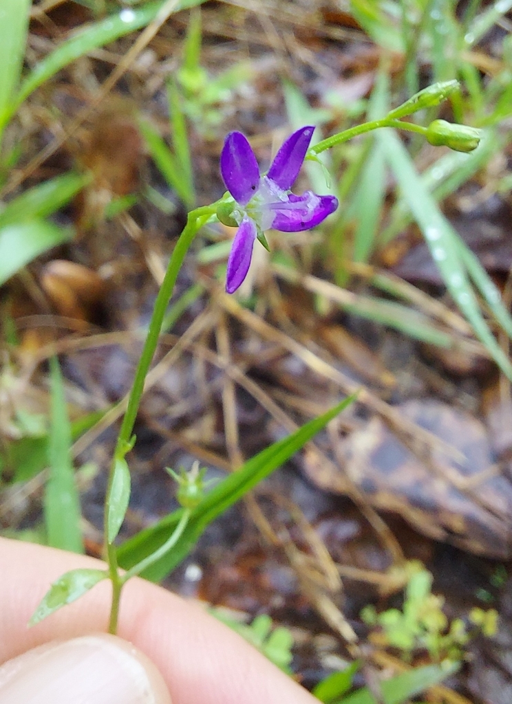 Campanula robinsiae