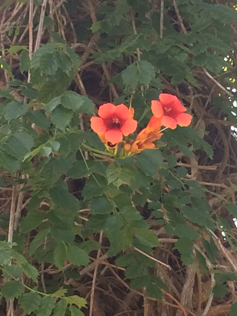Campsis radicans