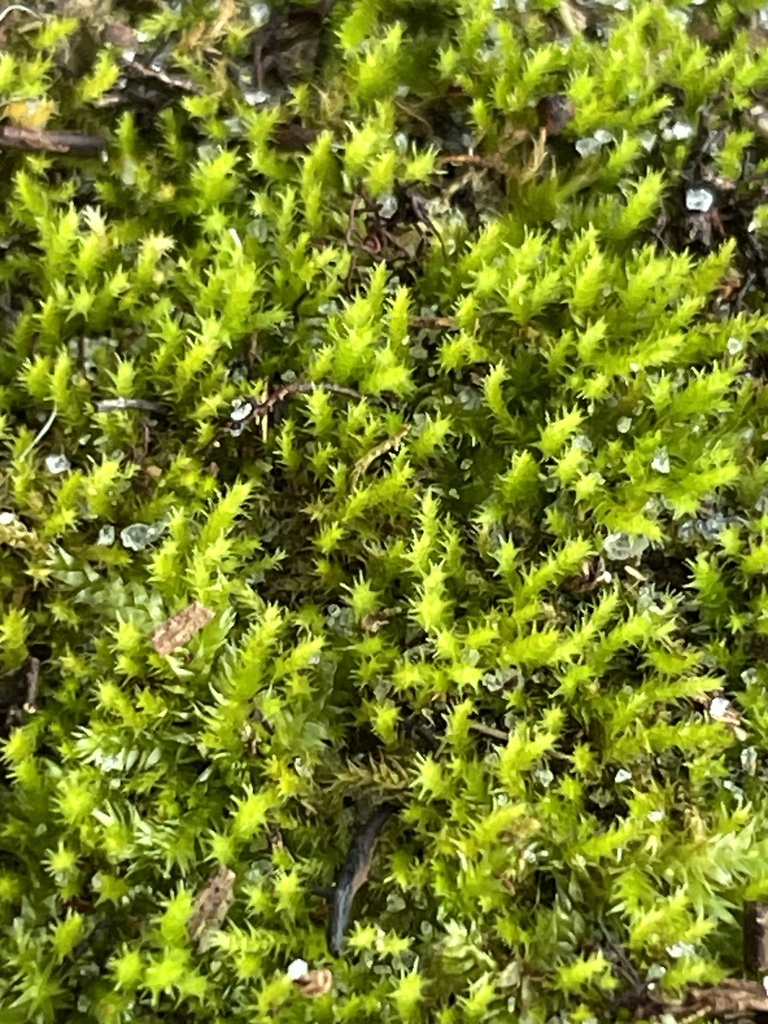 Campyliadelphus chrosphyllus