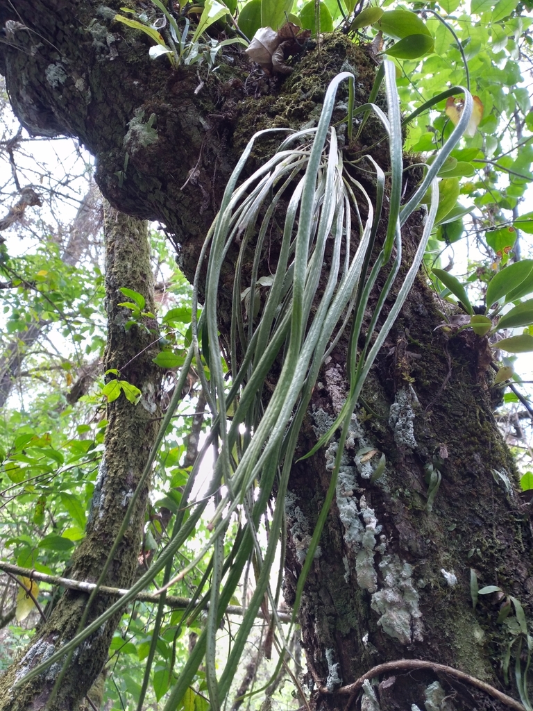 Campyloneurum angustifolium
