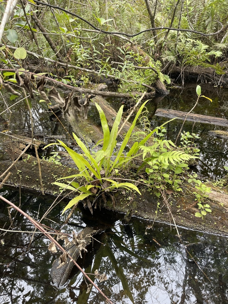 Campyloneurum phyllitidis