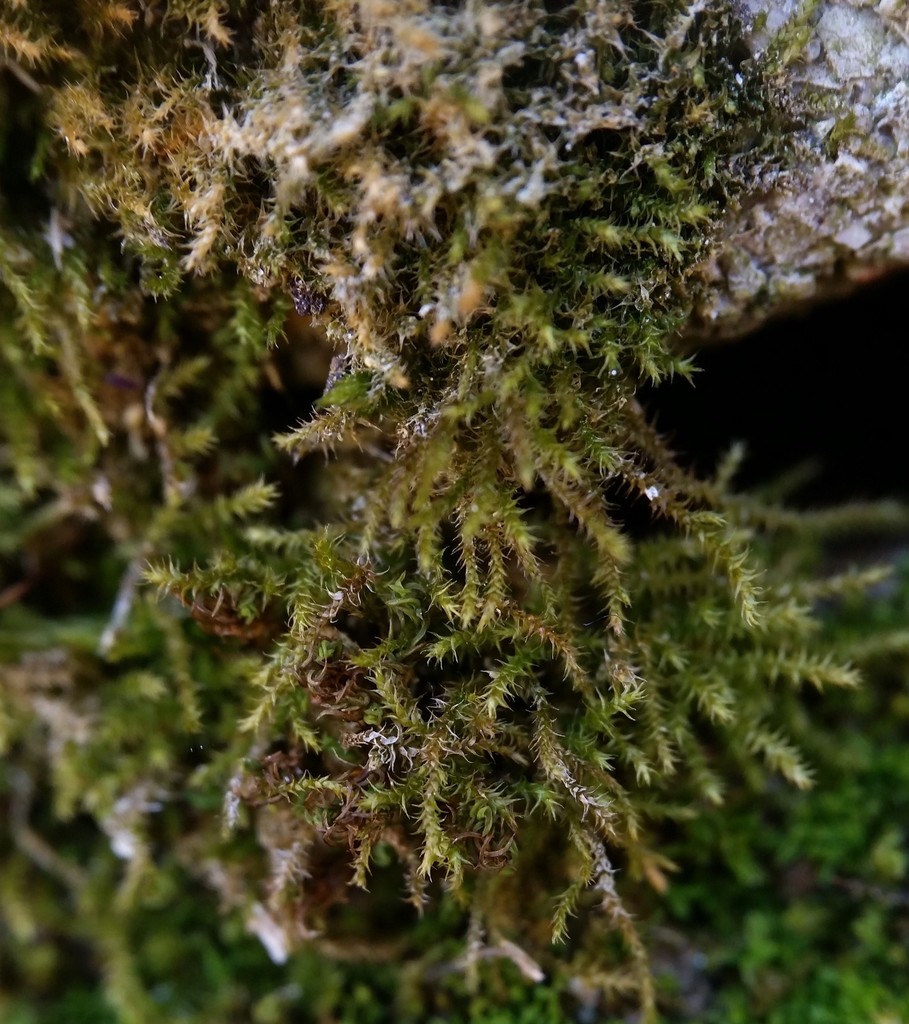 Campylophyllum hispidulum