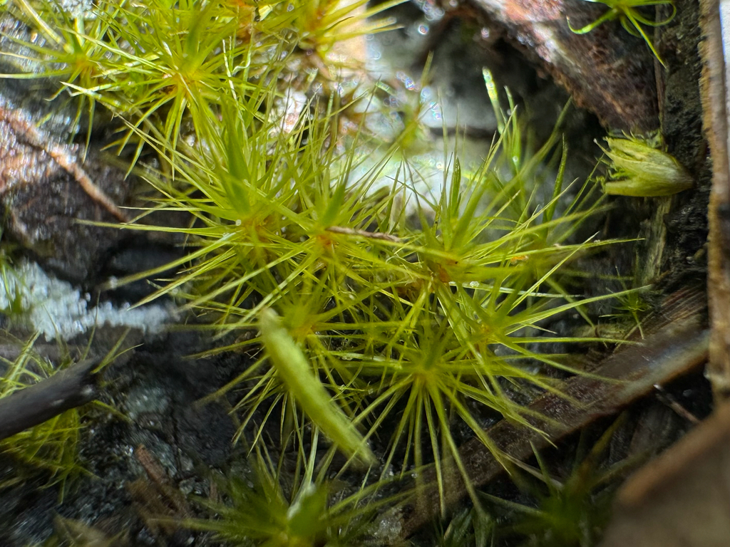 Campylopus angustiretis