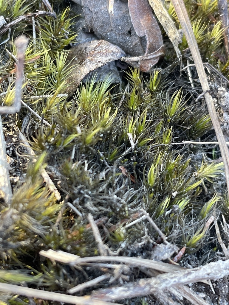 Campylopus arctocarpus