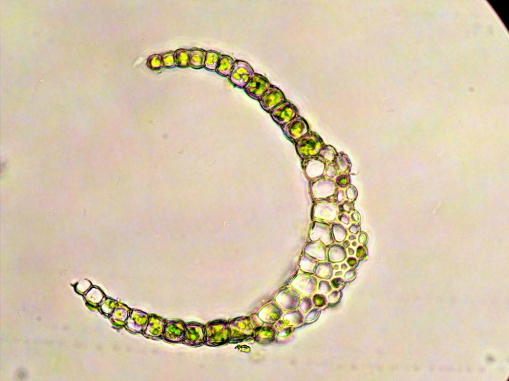 Campylopus pyriformis