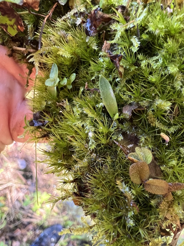 Campylopus surinamensis