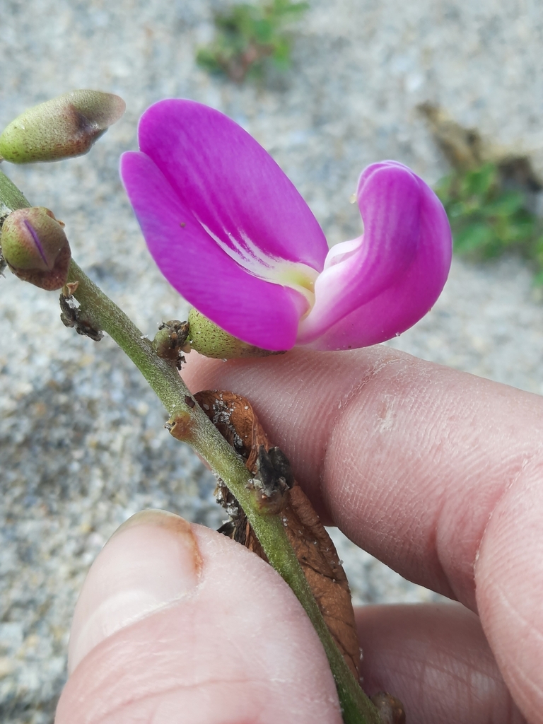 Canavalia rosea
