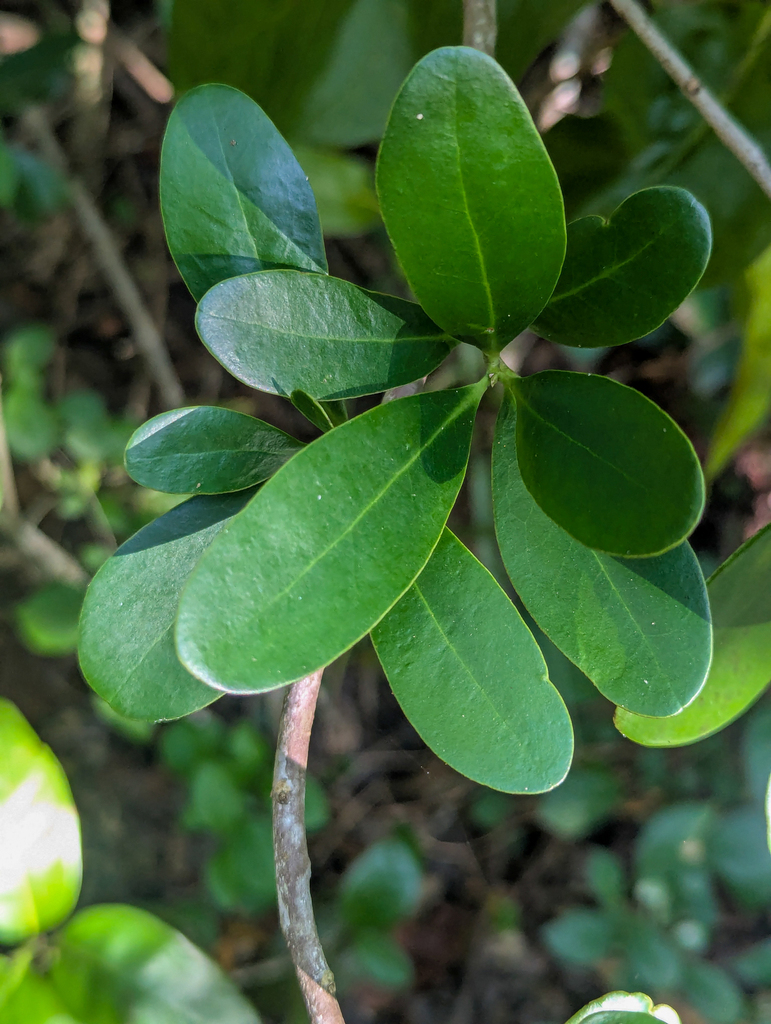 Canella winterana