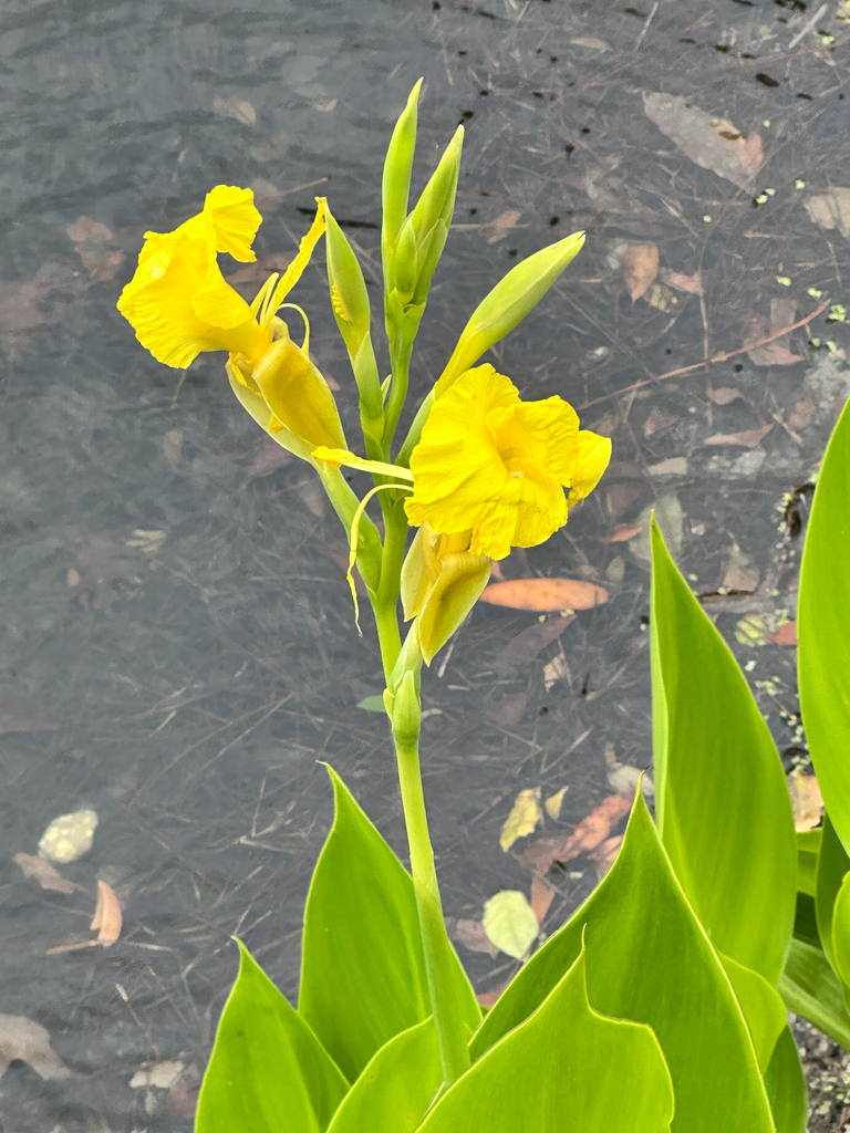 Canna flaccida