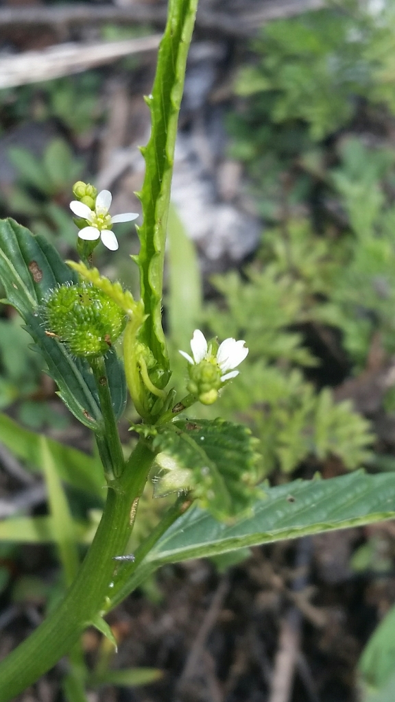 Caperonia castaneifolia