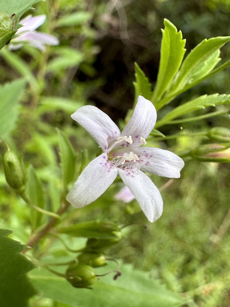Capraria biflora