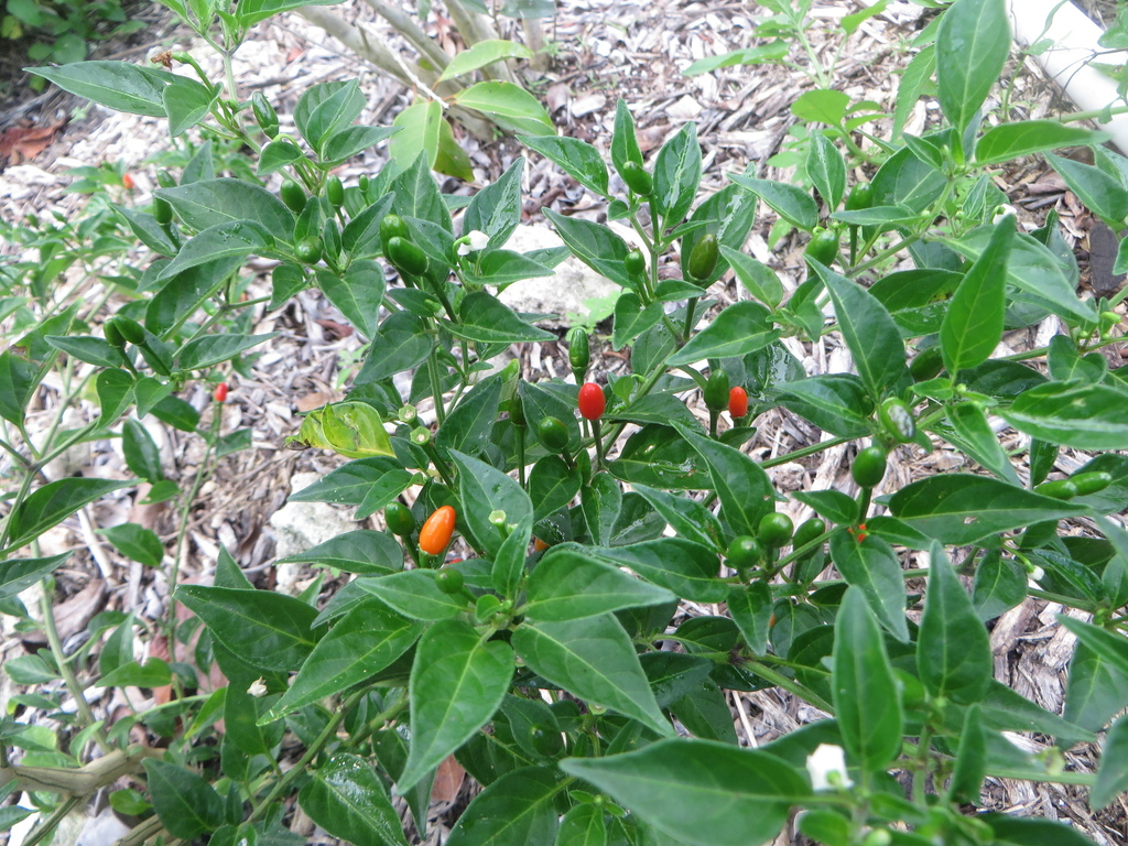Capsicum annuum var. glabriusculum