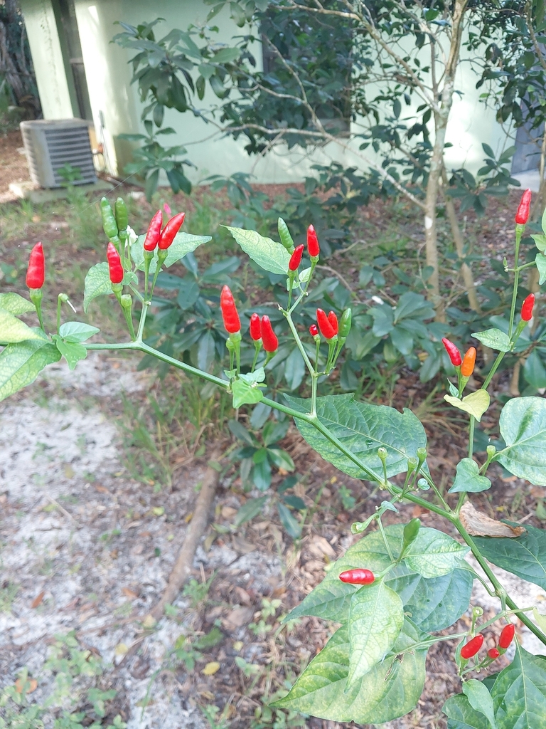 Capsicum frutescens