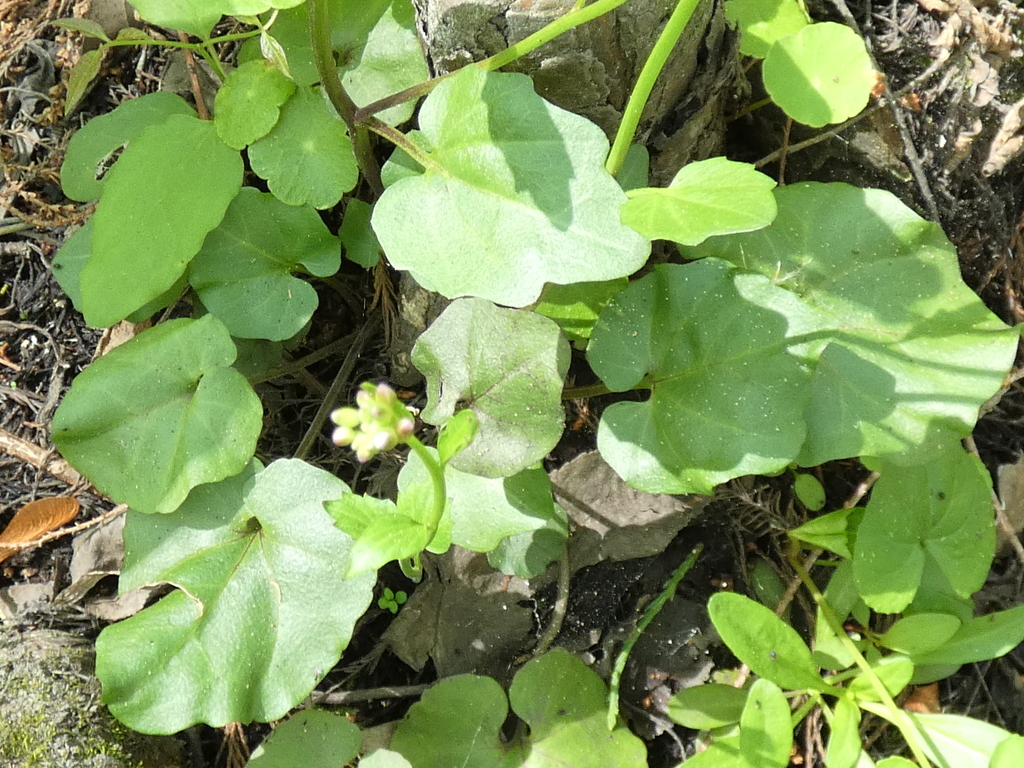 Cardamine bulbosa