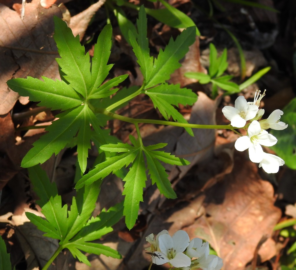 Cardamine concatenata