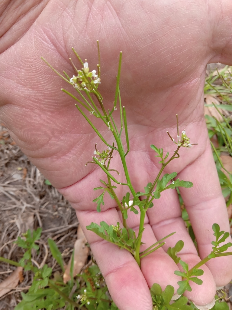 Cardamine parviflora