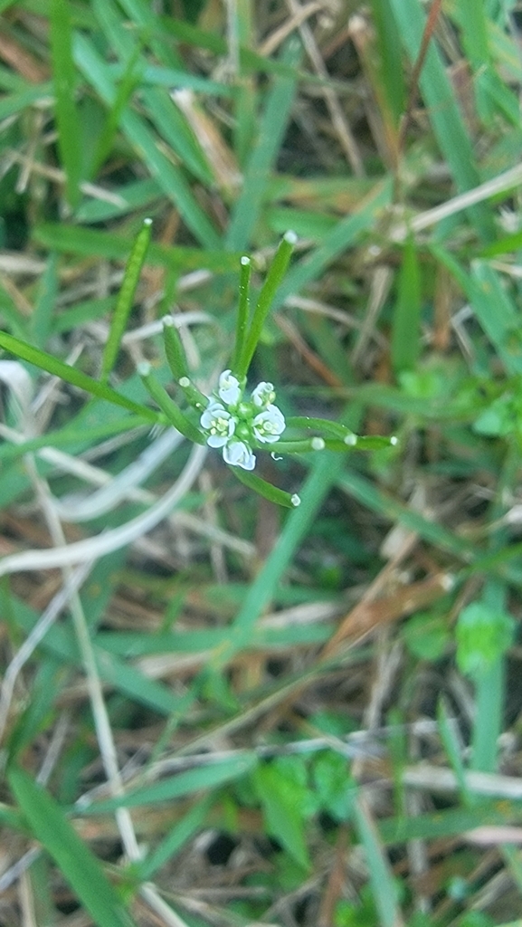 Cardamine pensylvanica