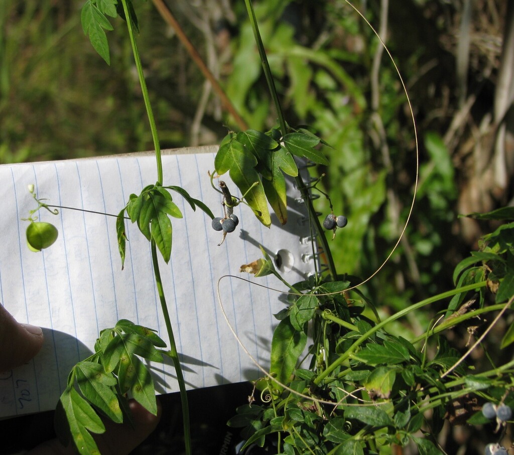 Cardiospermum microcarpum