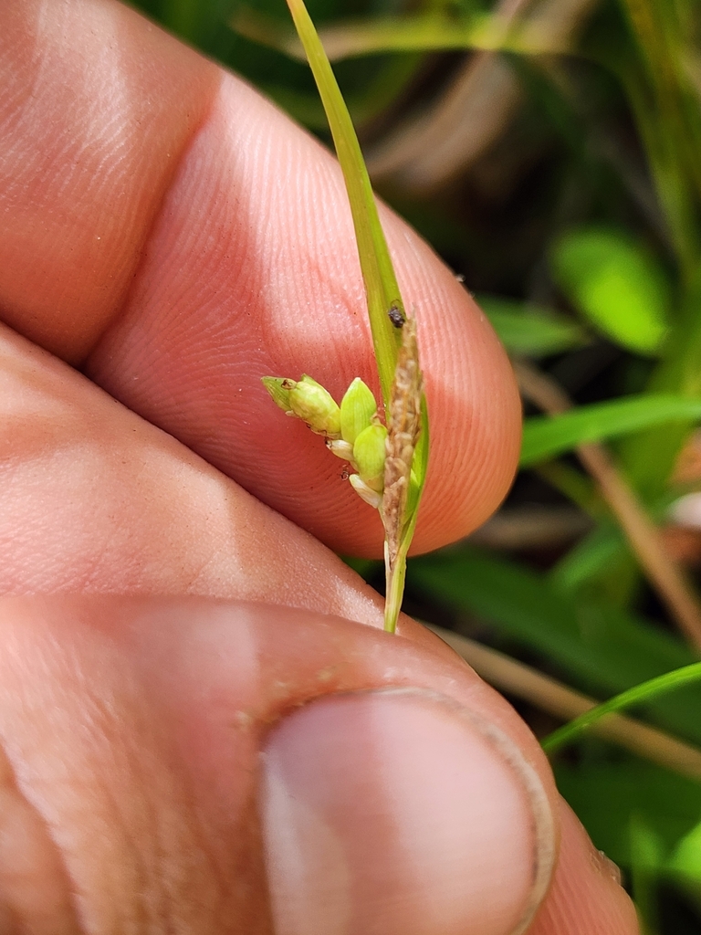 Carex abscondita