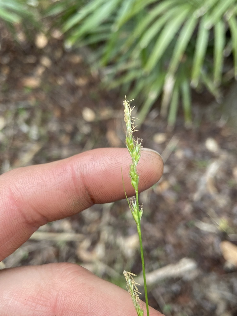 Carex albicans var. australis