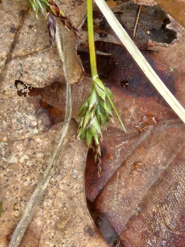Carex albicans var. emmonsii