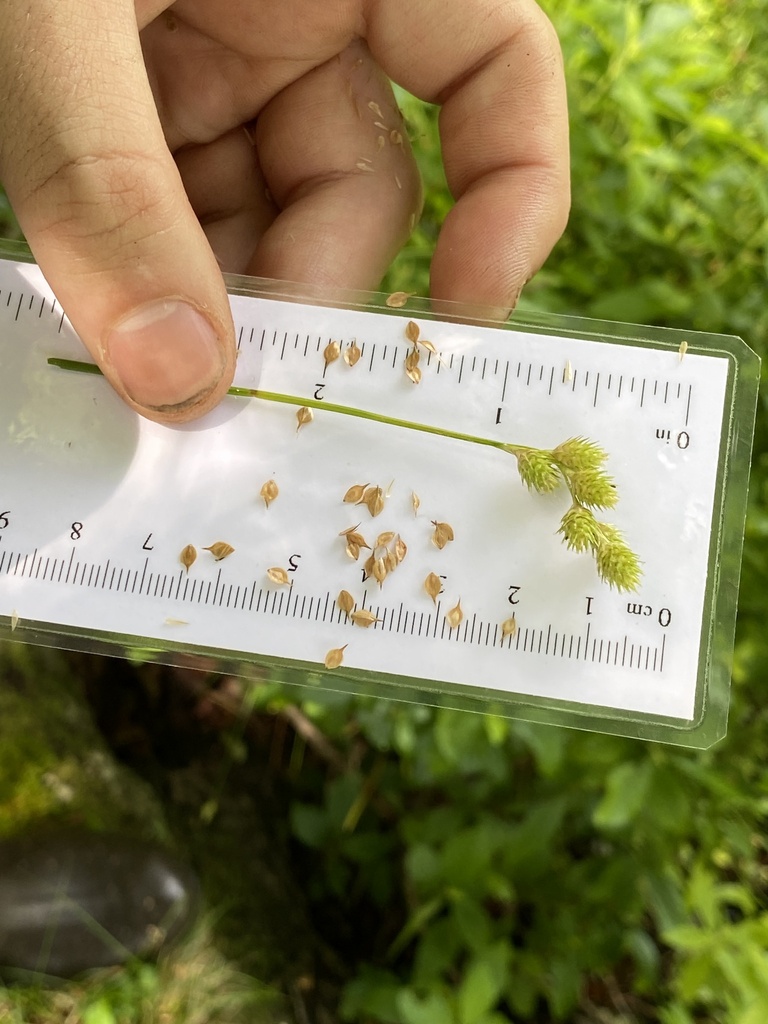 Carex albolutescens